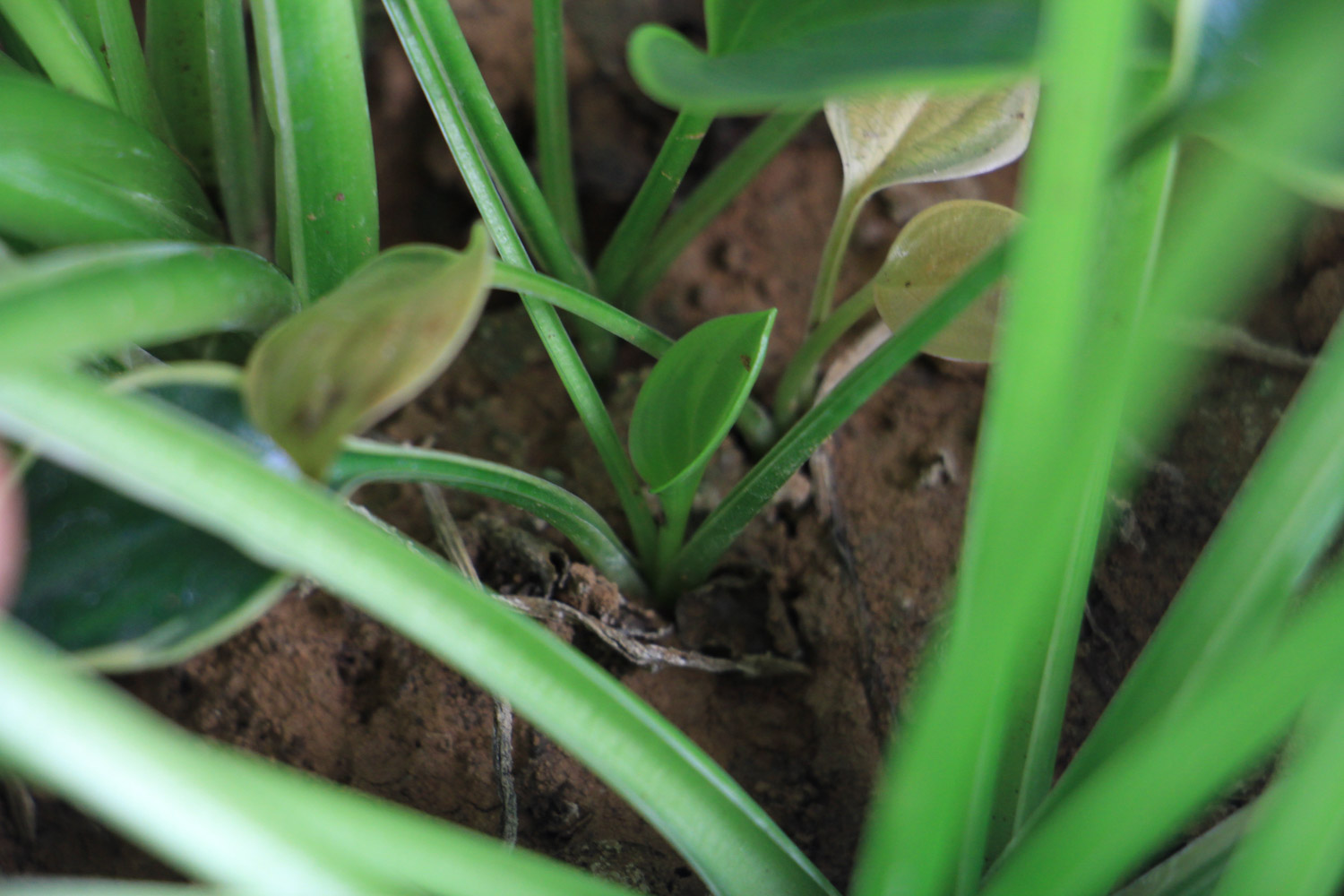 花叶玉簪从根部开始烂是如何回事