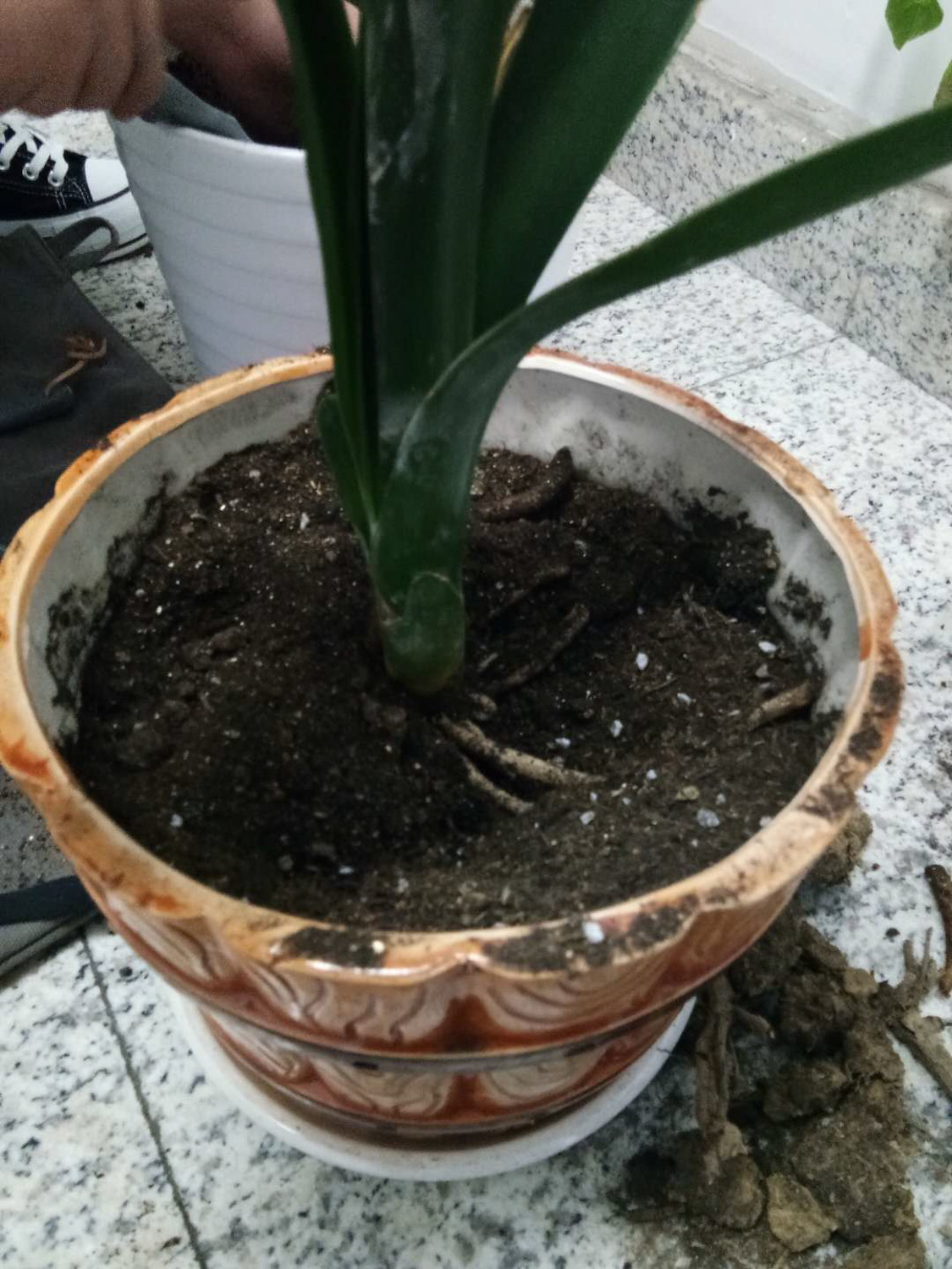 君子兰烂根如何处理