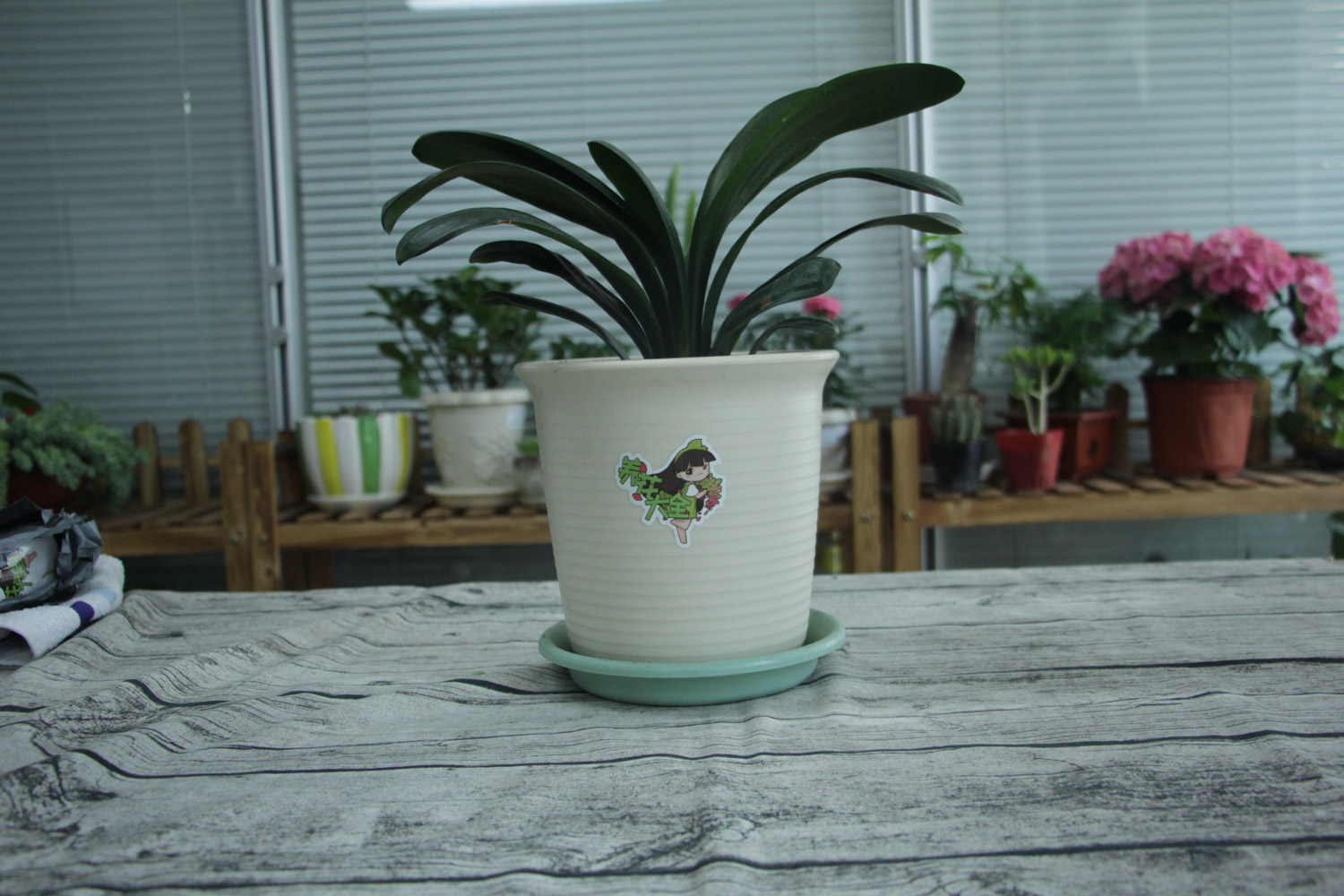 君子兰烂根如何处理