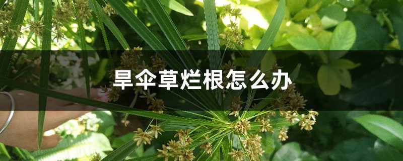 旱伞草烂根如何办