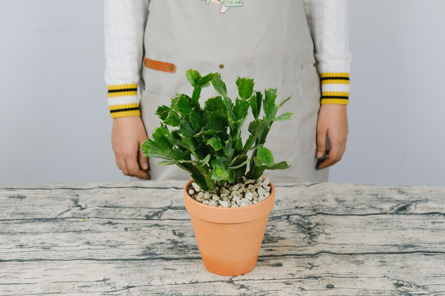 蟹爪兰烂根如何办