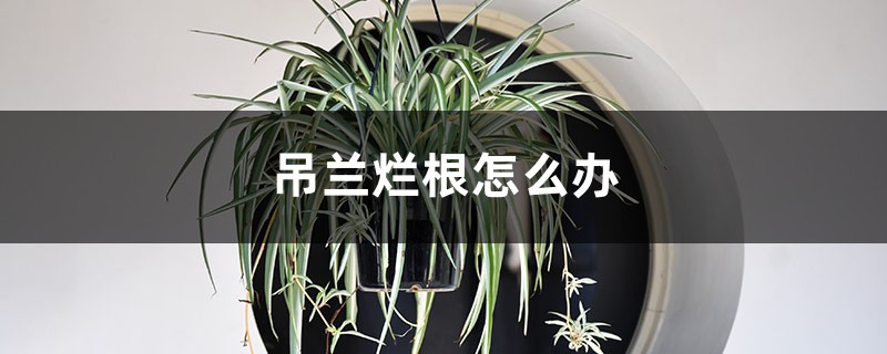 吊兰烂根如何办