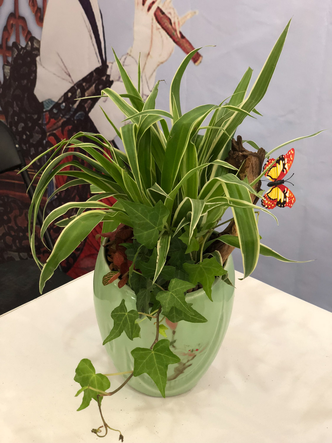 吊兰烂根如何办