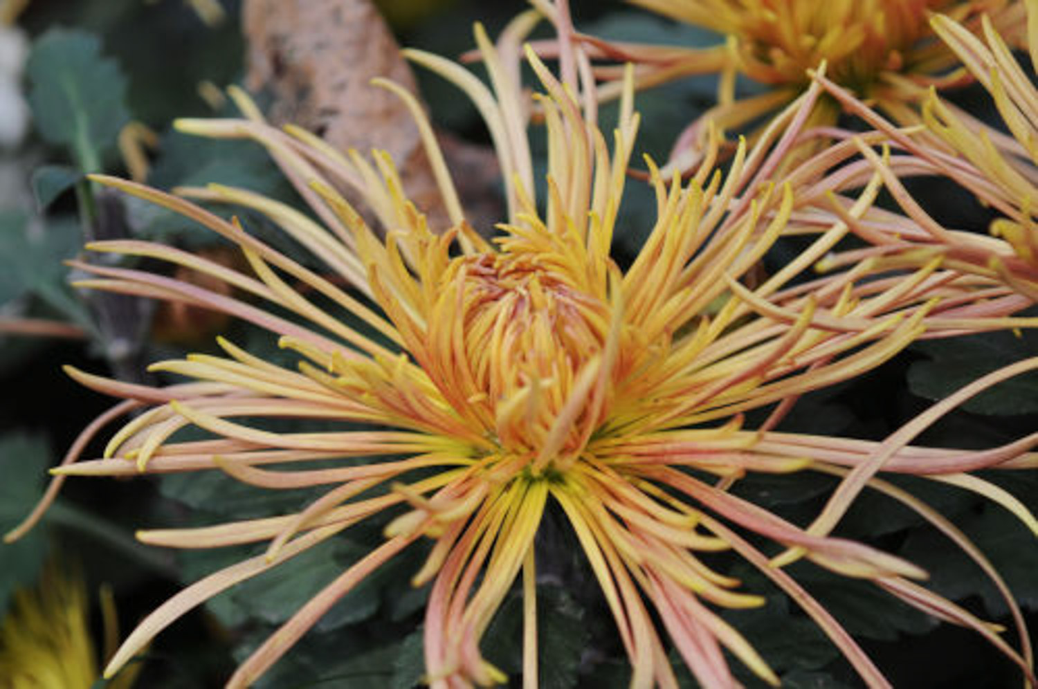 菊花如何避免烂根