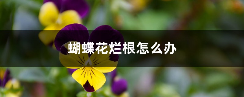 蝴蝶花烂根如何办