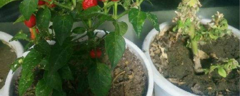 蚜虫的天敌，有蚜虫如何办