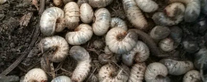 预防和治疗蛴螬最佳时间，杀蛴螬用什么药好