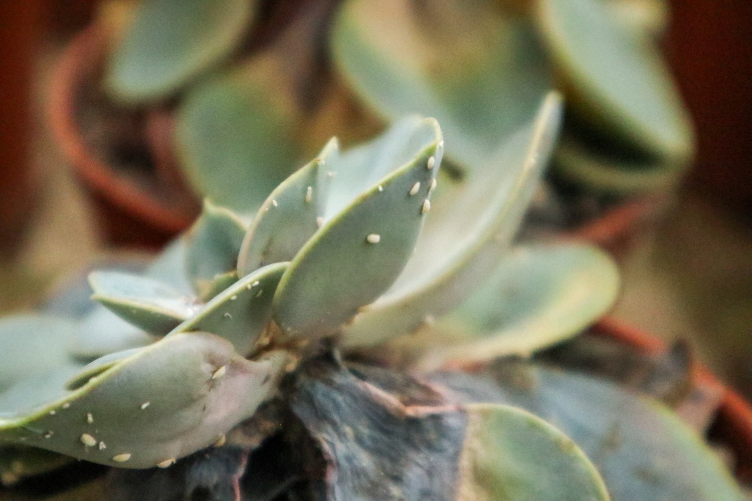 蚧壳虫 蚧壳虫用什么药最有效,如何彻底消灭