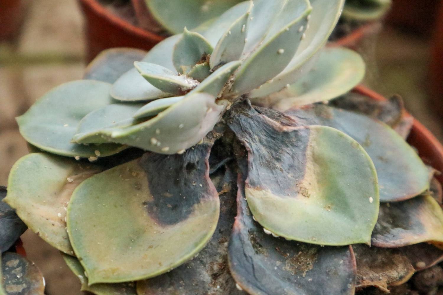 蚧壳虫 蚧壳虫用什么药最有效,如何彻底消灭