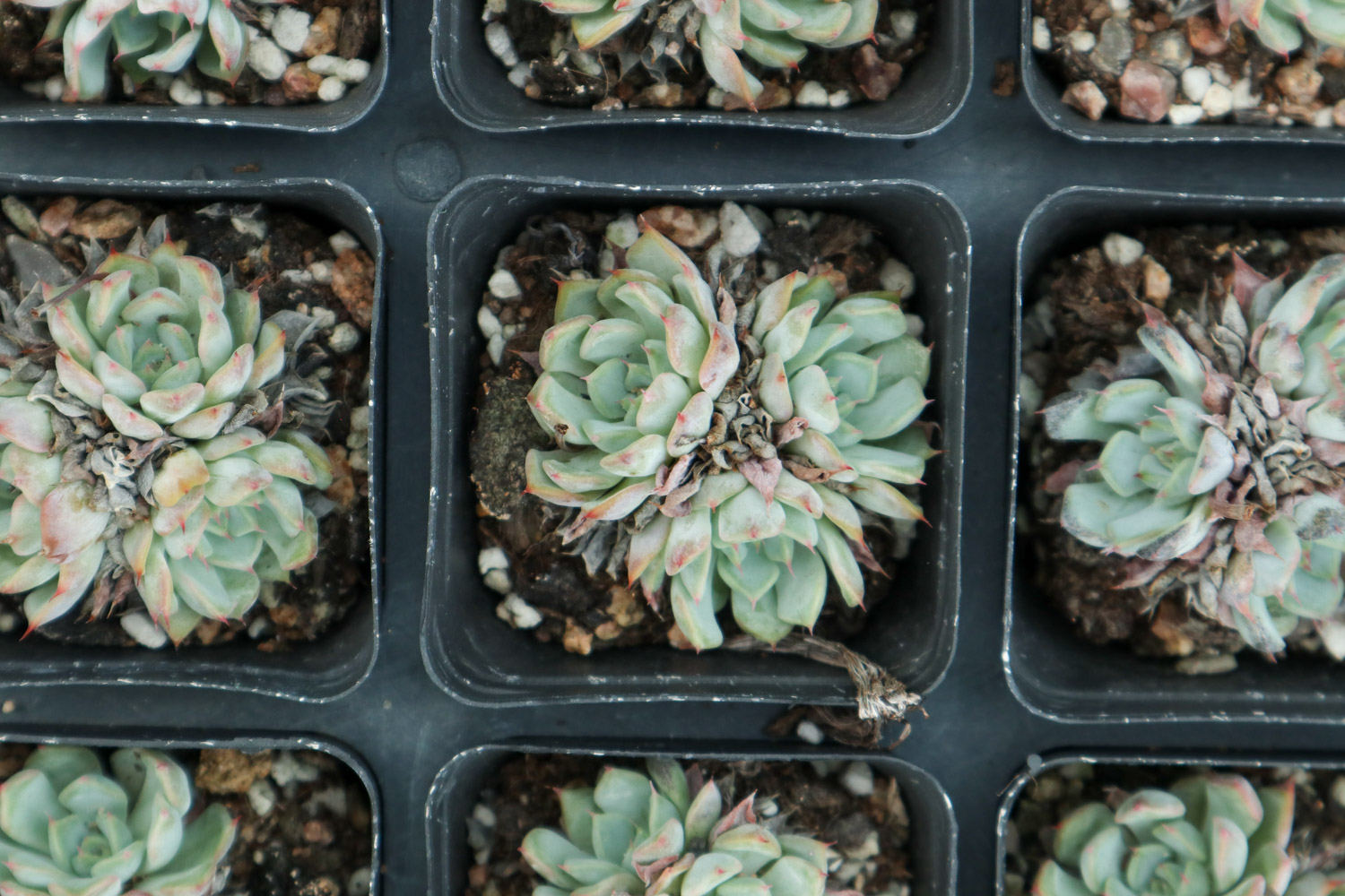 多肉蚧壳虫如何彻底消灭