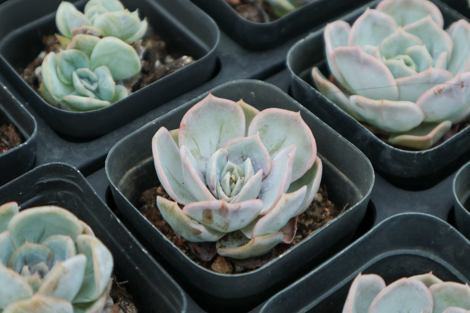 多肉有白色虫子如何办，多肉土壤如何除去虫卵