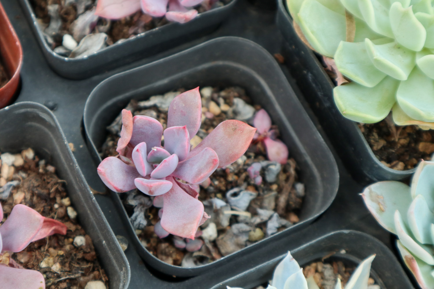 多肉有白色虫子如何办，多肉土壤如何除去虫卵