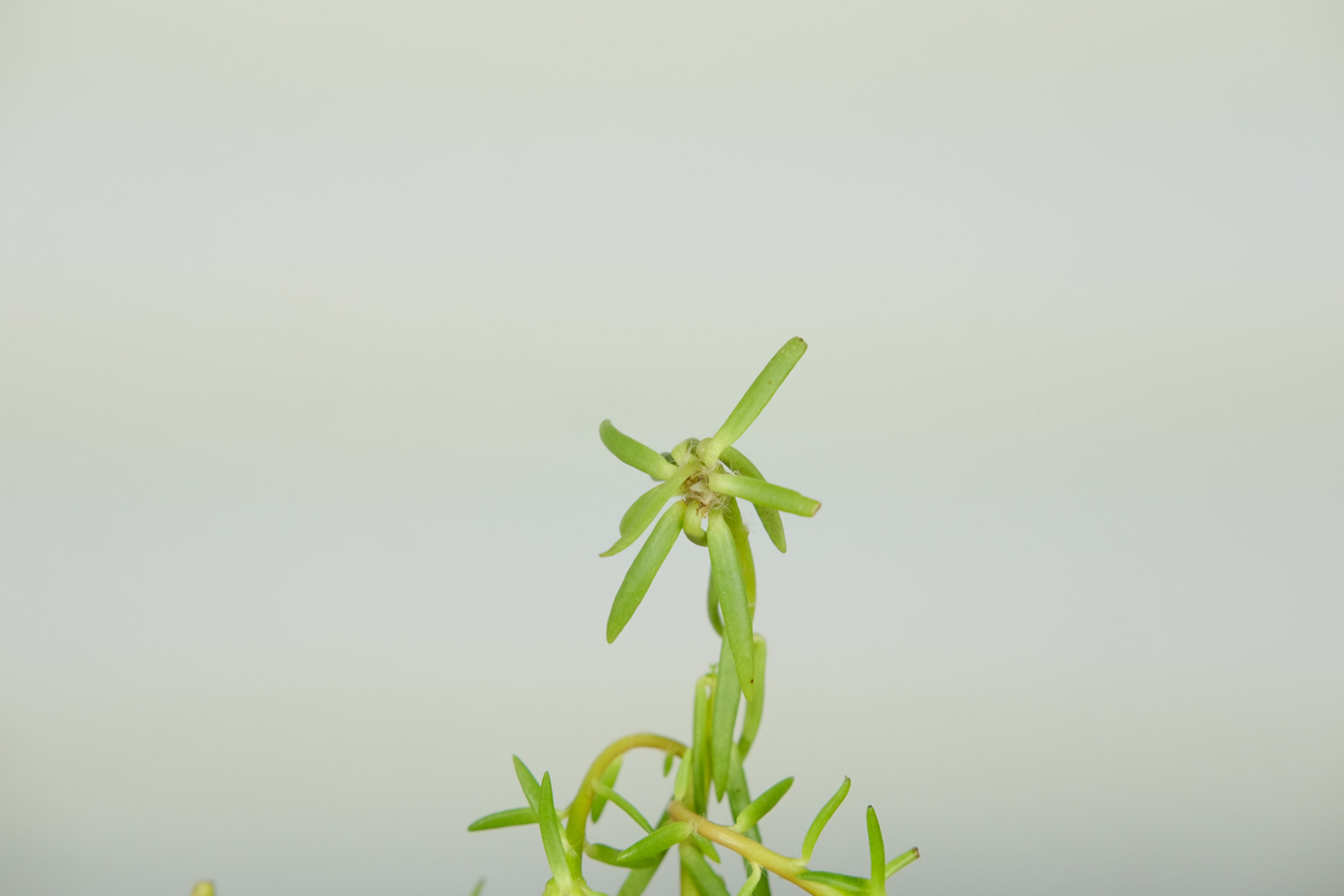 太阳花有白色虫子如何办，用什么药喷呢