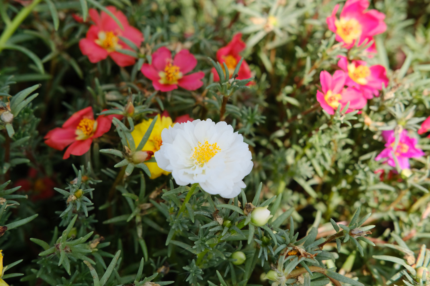 太阳花有白色虫子如何办，用什么药喷呢