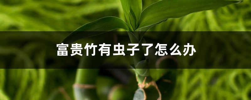 富贵竹有虫子了如何办，生虫可以用多菌灵吗
