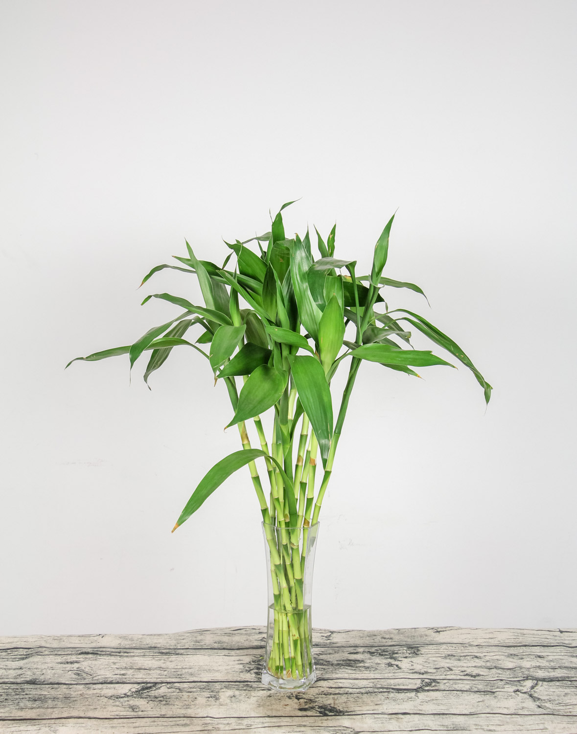 富贵竹有虫子了如何办，生虫可以用多菌灵吗