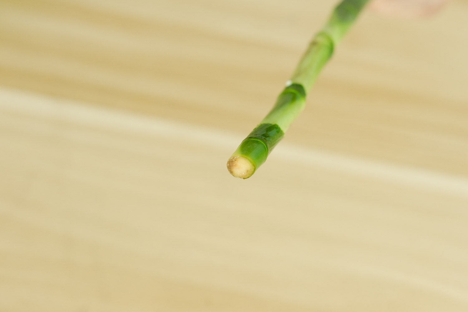 富贵竹生虫子如何治，生虫子了用什么药