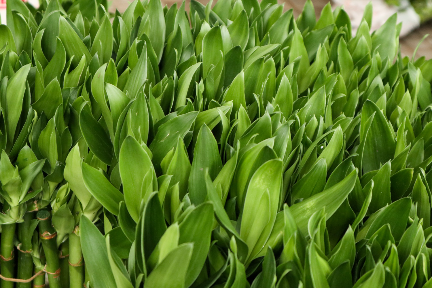 富贵竹生虫子如何治，生虫子了用什么药