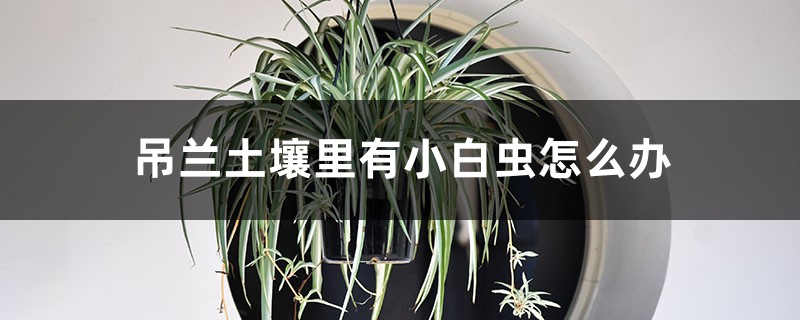 吊兰土壤里有小白虫如何办，有小白虫回虫如何杀死它