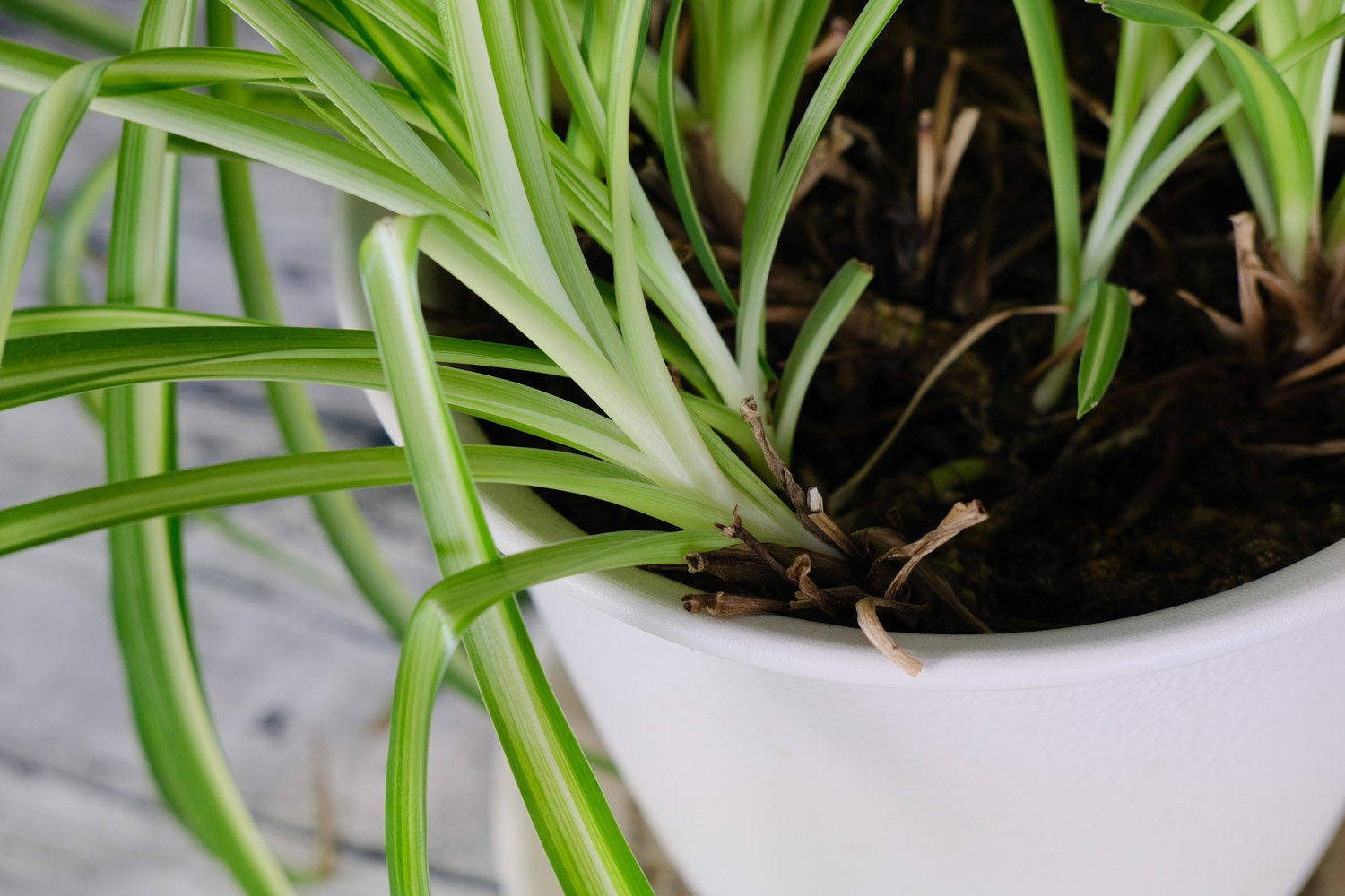 吊兰长虫子如何办，长虫用什么办法除虫