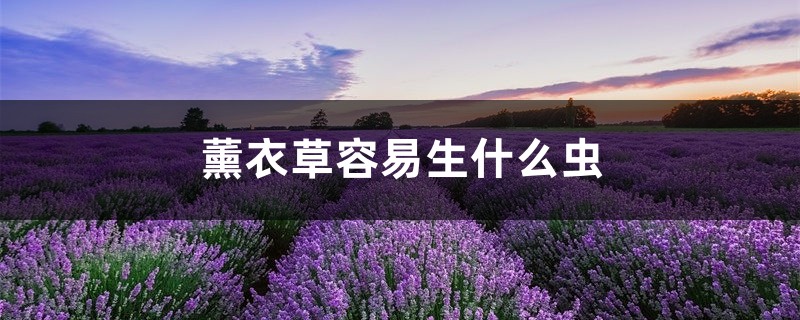 薰衣草容易生什么虫，薰衣草生虫如何处理