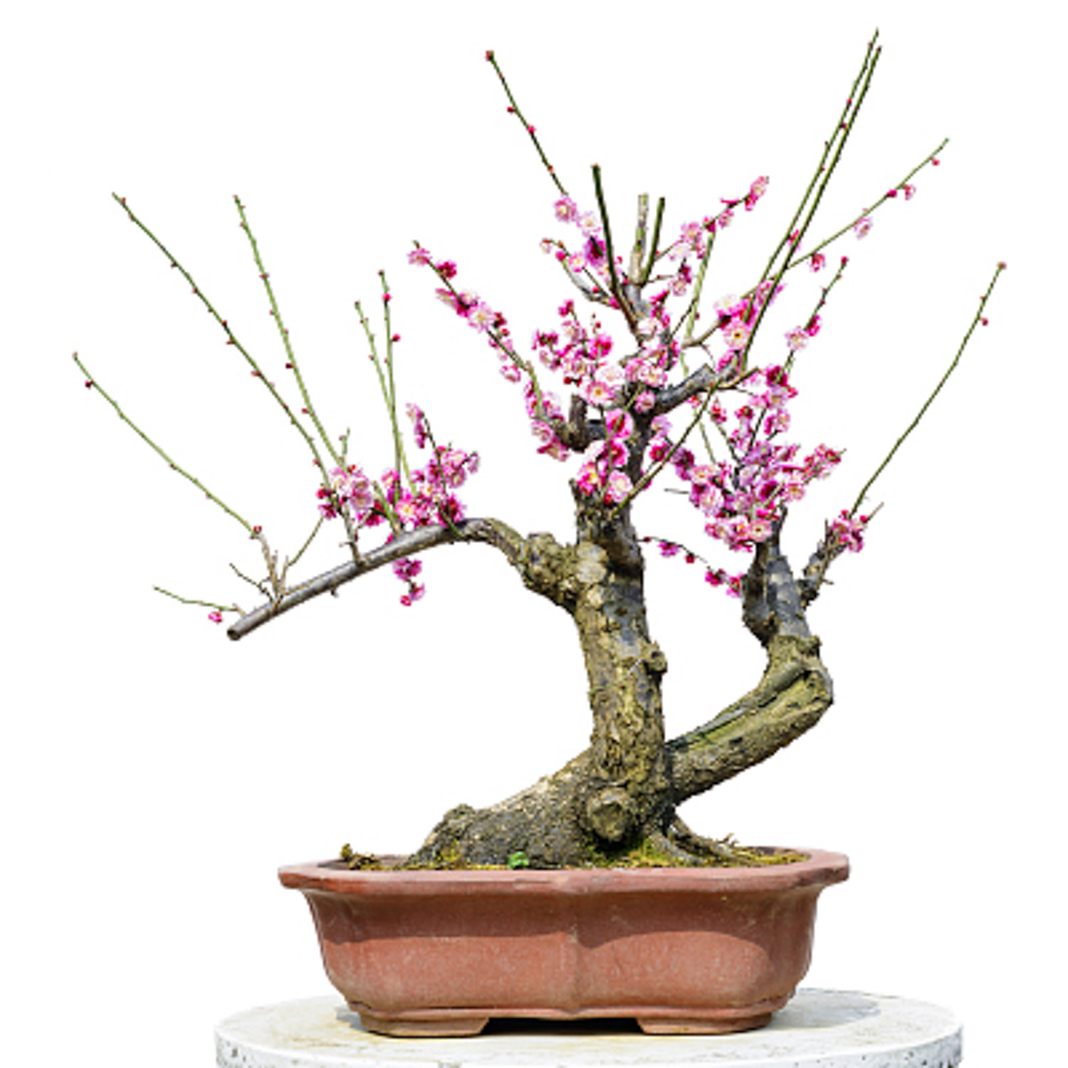 梅花 梅花盆景生虫如何处理,梅花树生虫了如何办