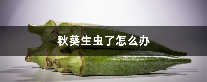 秋葵生虫了如何办，秋葵长了蚜虫如何处理