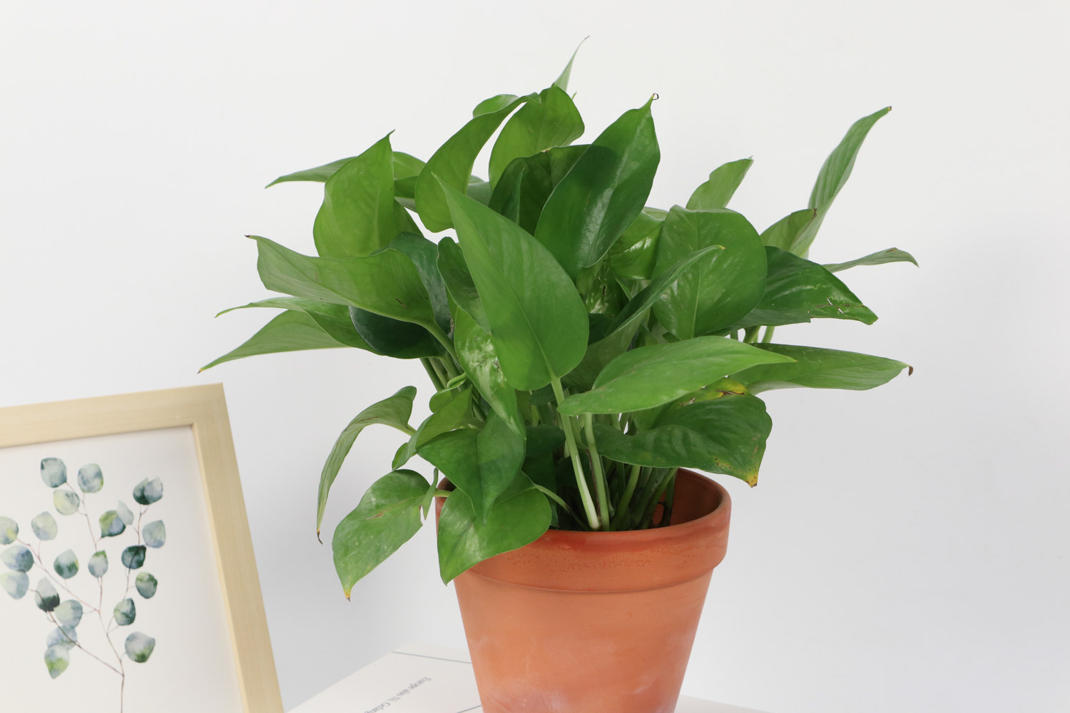 绿萝有小飞虫如何处理，叶子发黄是如何回事