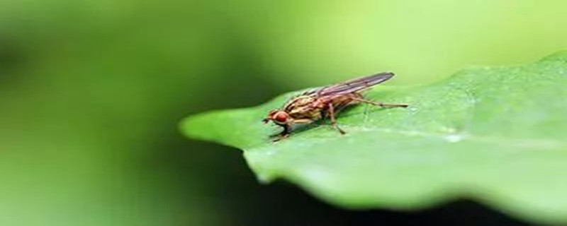 养花的土里有小飞虫如何办