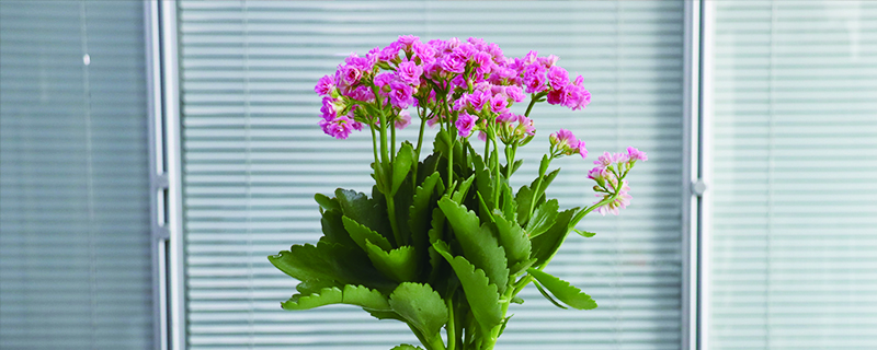 花长蚜虫如何办