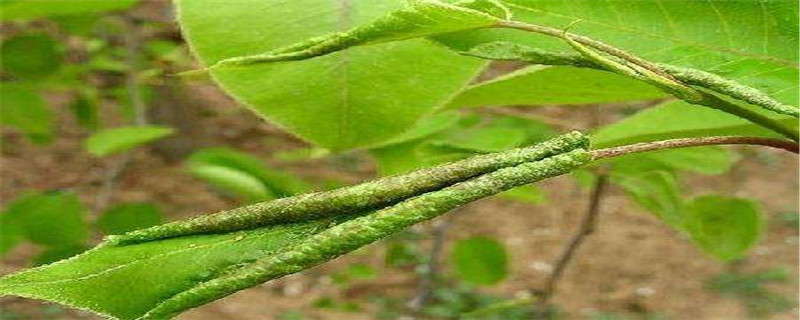 梨木虱用什么药预防和治疗