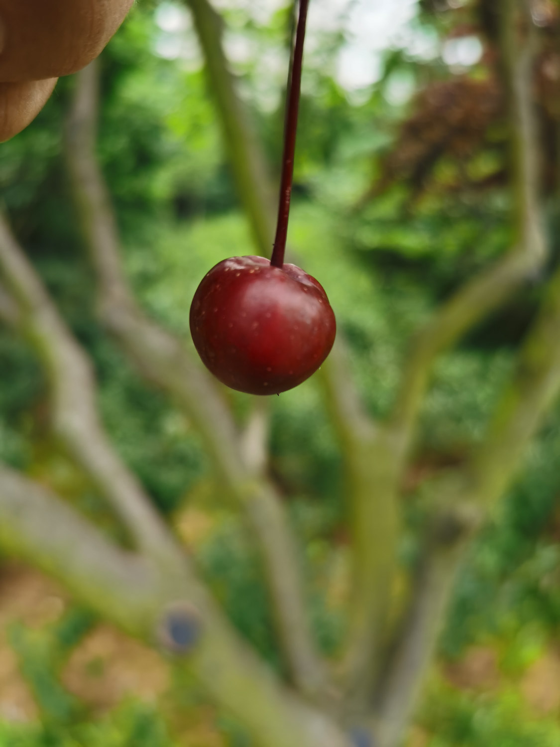 海棠花上有很多小黑虫如何办