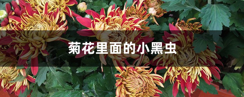 菊花里面的小黑虫是什么，如何去除