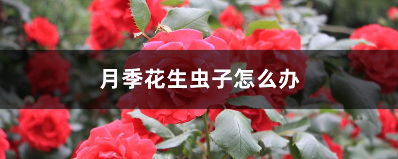 月季花生虫子如何办
