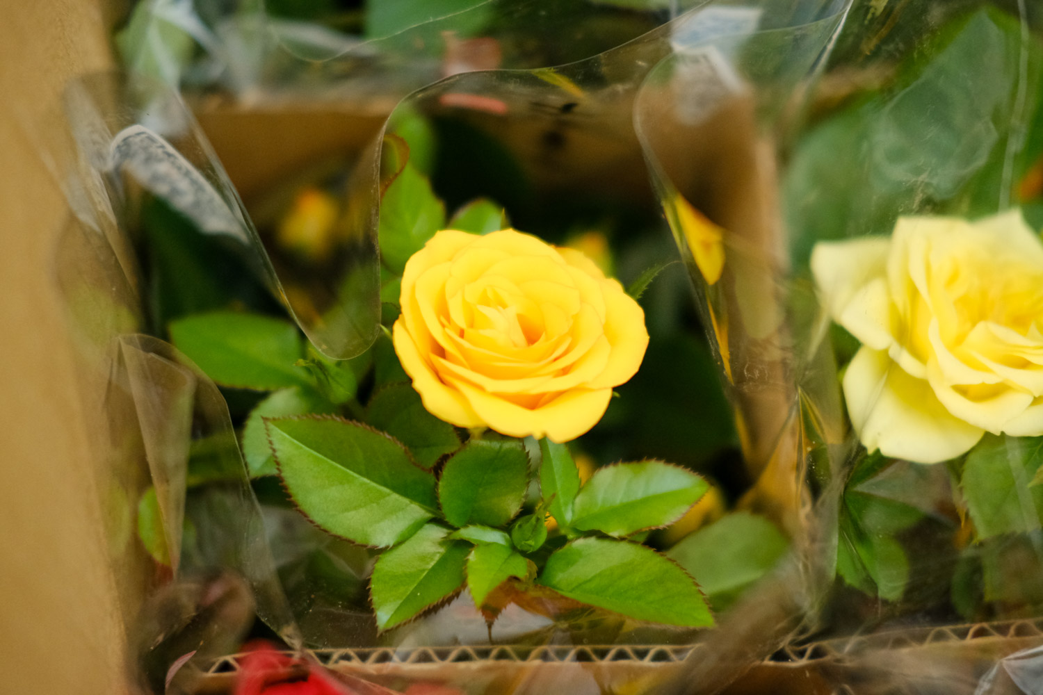 月季花生虫子如何办