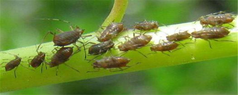 介壳虫用什么药最管用，还有什么办法