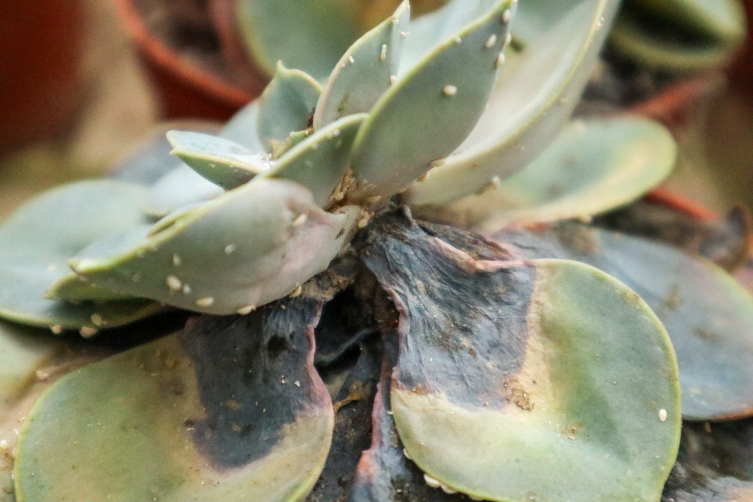 介壳虫用酒精能根除吗，还有什么办法