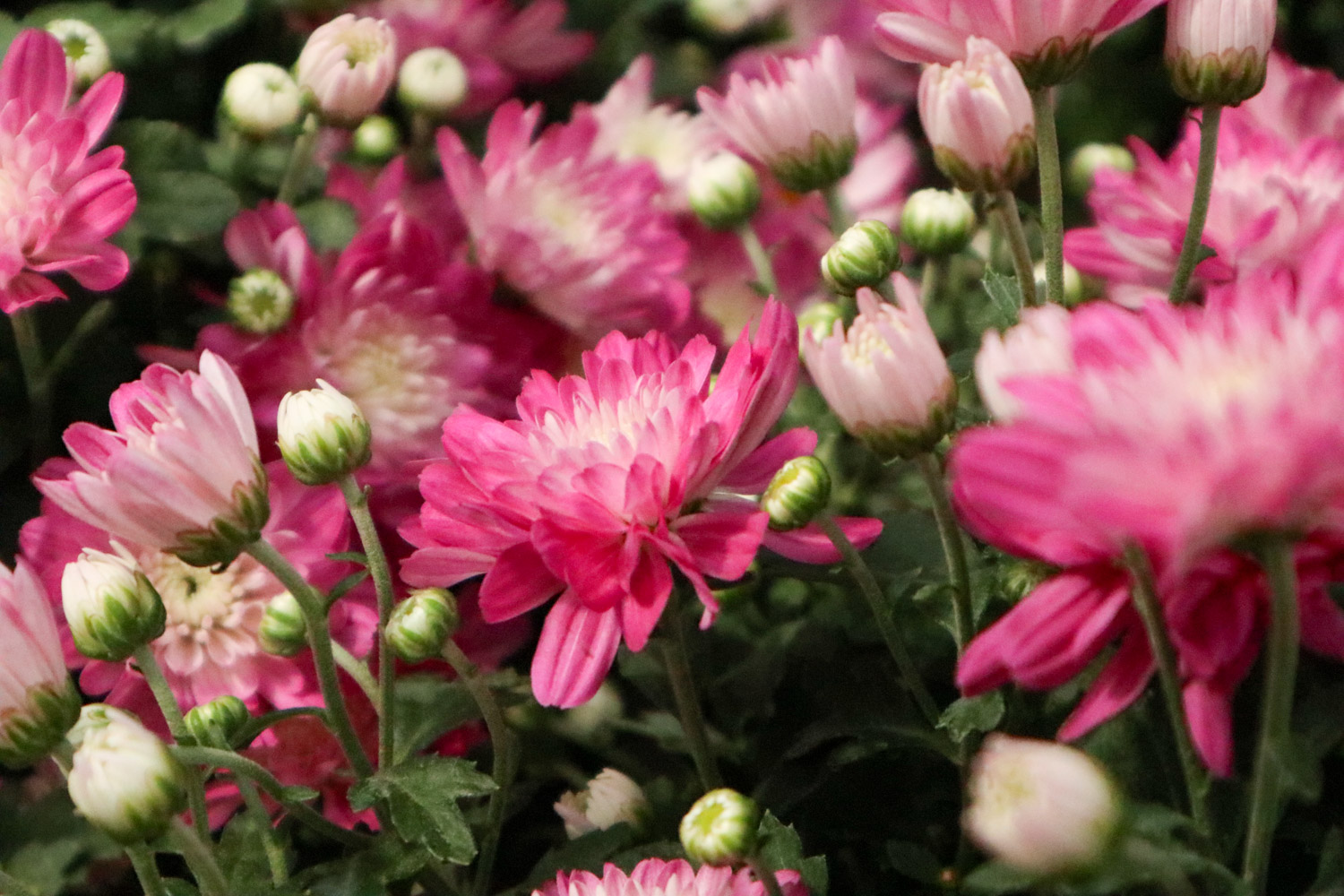 菊花生虫了该如何办