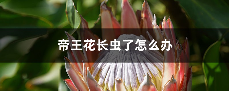 帝王花长虫了如何办
