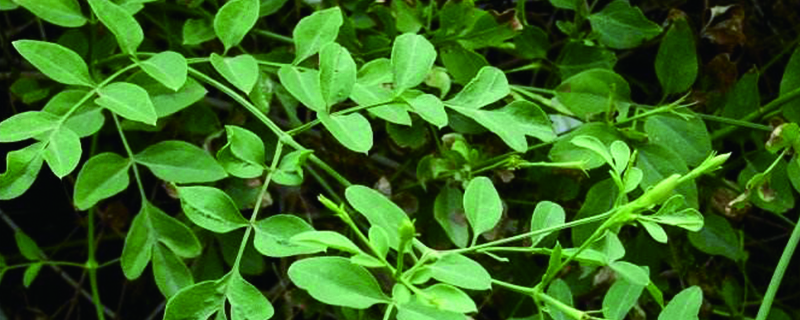 素馨花长虫了如何办