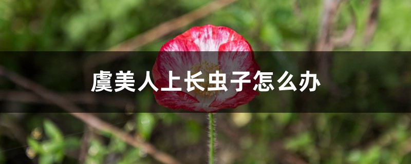 虞美人上长虫子如何办