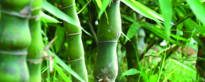 罗汉竹长虫如何办