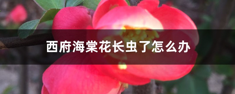 西府海棠花长虫了如何办