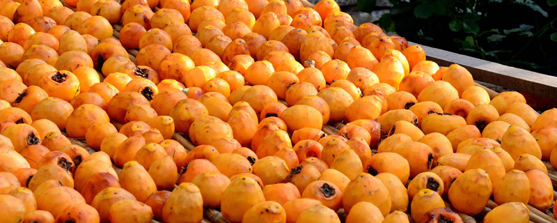 柿子上的白点是什么，如何治疗