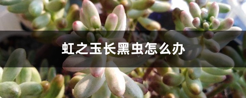 虹之玉长黑虫如何办