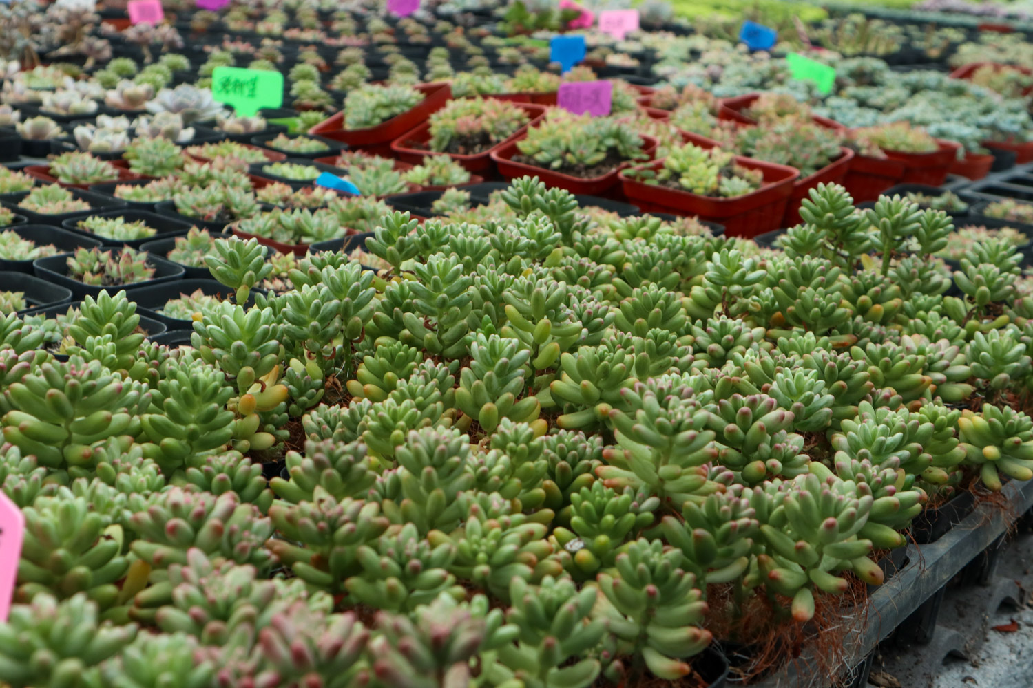 虹之玉长黑虫如何办