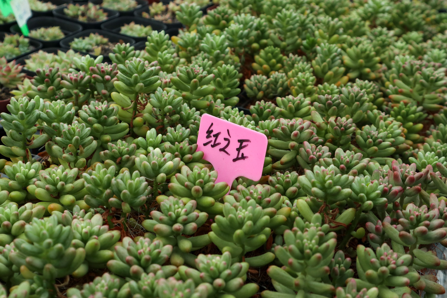 虹之玉长黑虫如何办