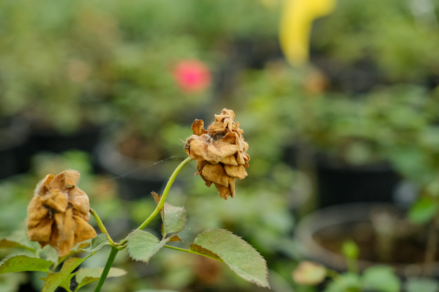 月季花爱招虫，给你支3招，让它从此摆脱“药罐子”称号！