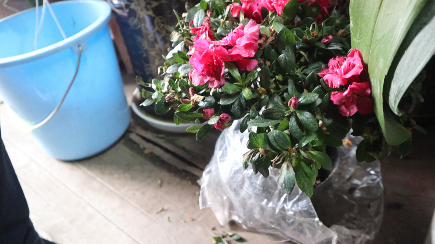 杜鹃花虫害及预防和治疗办法