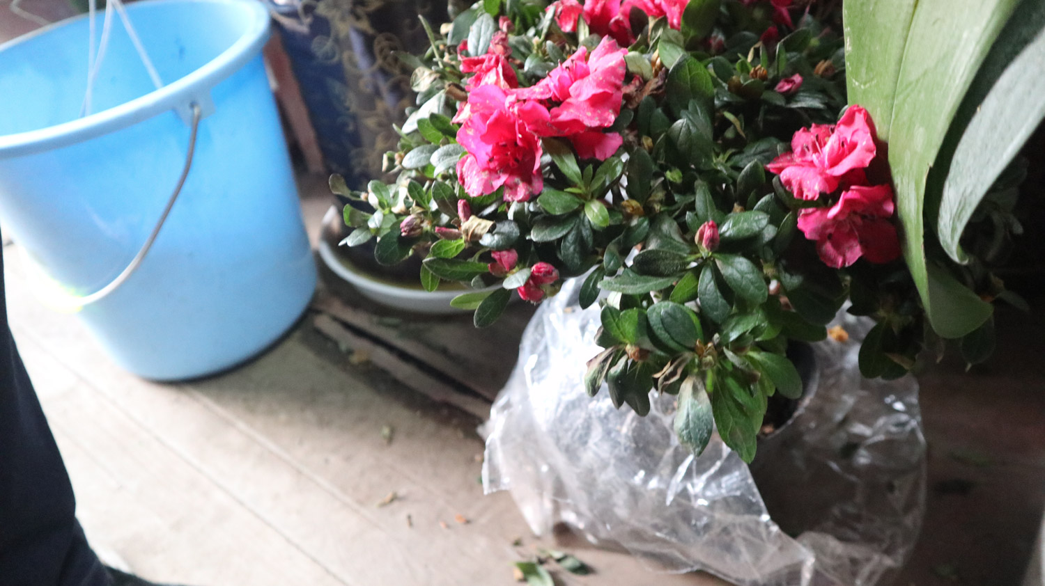 杜鹃花虫害及预防和治疗办法